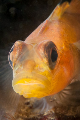 the highly rare black eyed goby