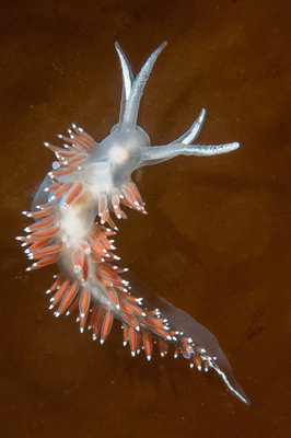 3 lined nudi