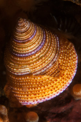 I was sooooooo excited to finally see a Purple Ringed Top Snail! It was Beautiful!!!!!