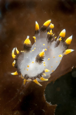 The Legendary Tri Color Nudi!! The trip to find them was a success!