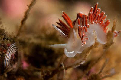 3 lined nudi with eggs
