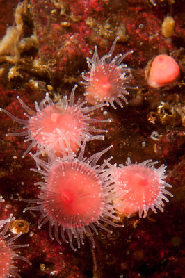 Strawberrry Anemones