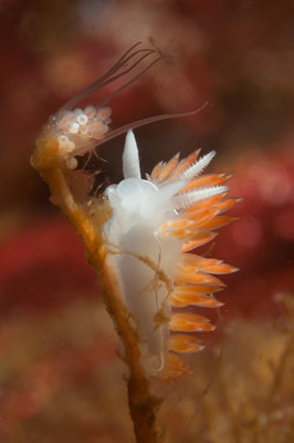 Happy Nudi eating a PMH