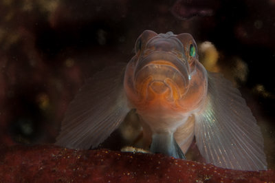 Goby