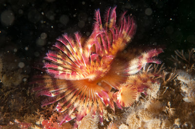 Tube worm city!!!