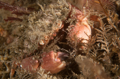 Pygmy crab