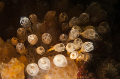 alien plants aka lightbulb tunicates