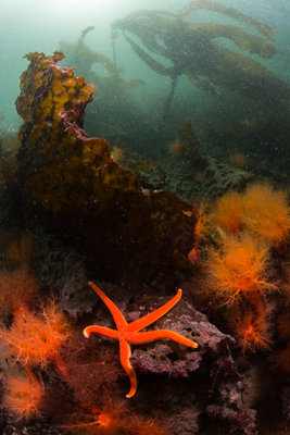 Life in the shallows at James Island