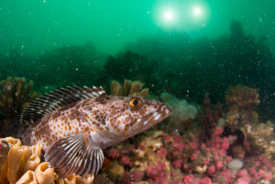 Lingcod, with h20doc in the distance at Deception