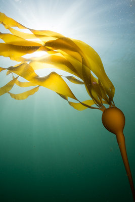 Kelp and Sunshine!