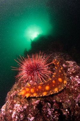Sea cucumber and urchin on UW wall