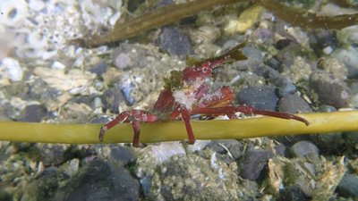 Crab on kelp.jpg