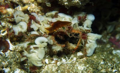 decorator crab.JPG