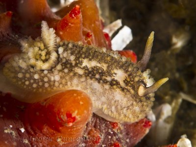 Barnacle Eating Nudi.jpg