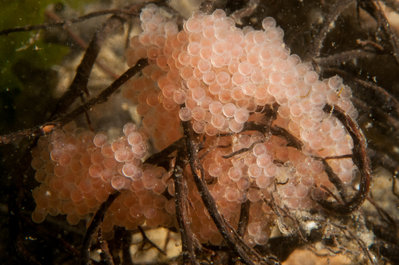 Fish eggs