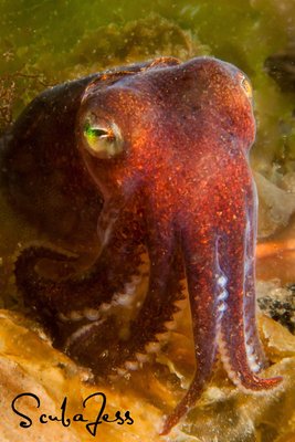 Stubby Squid