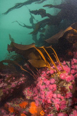 Current action, in Deception Pass