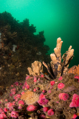 I found these cool sponges on a pinnacle in Deception Pass