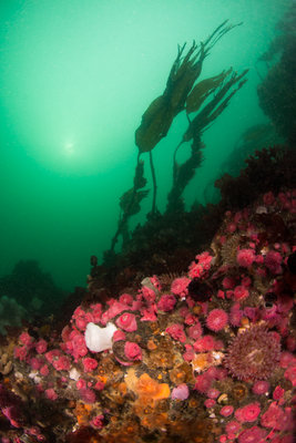 Deception pass in the shallows