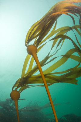 Deception Pass kelp