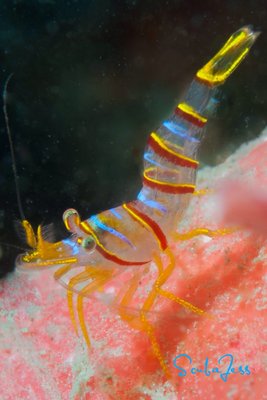 Epic candy Stripe shrimp!!!