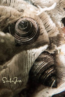 Cuddly Top Snails