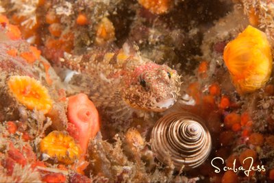 YE found me a patch if San Juan's that was not covered in barnacles. It was so orange and full of life. :)