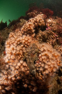 Zoanthids near the top of the wall