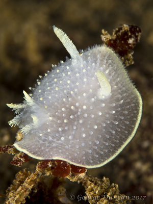 Hudson Dorid.jpg