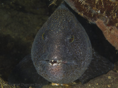 Juvenile Wolf Eel.jpg