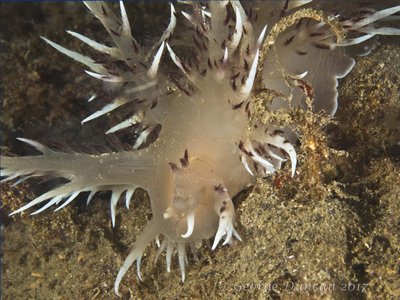 Red Nudibranch.jpg