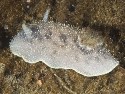 Unknown Nudi.jpg