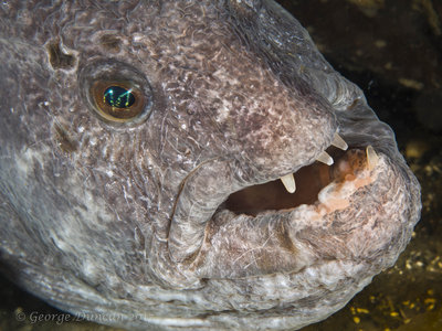 Wolf Eel Smile.jpg