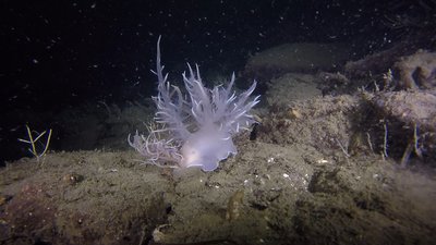 Giant nudi.jpg