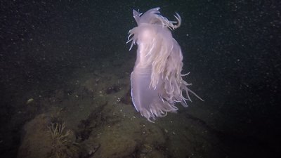 swimming nudi 2.jpg