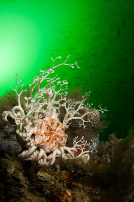 Basket Star and yellowtail rockfish from the North Side of Orcas
