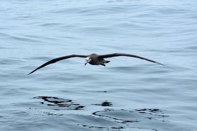 Albatross