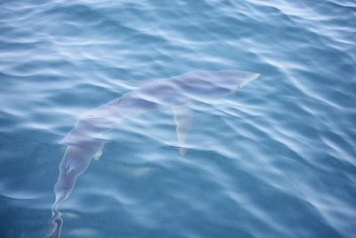 Blue Shark