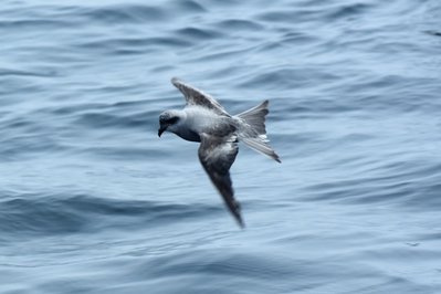 Storm Petrel