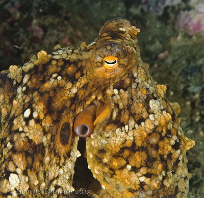 2 Spot Octopus