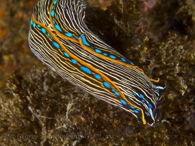 California Aglaja Sea Slug