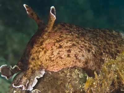 Sea Hare