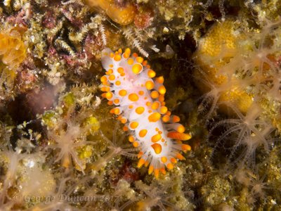 Cockerell's Dorid