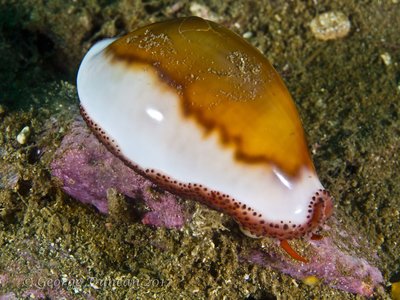 Cowrie with a crushed top shell