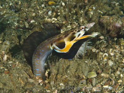 Pike Blenny showing off