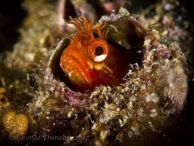 Red Blenny