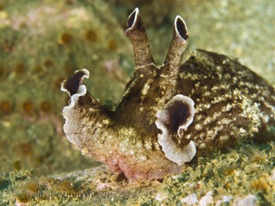 Sea Hare