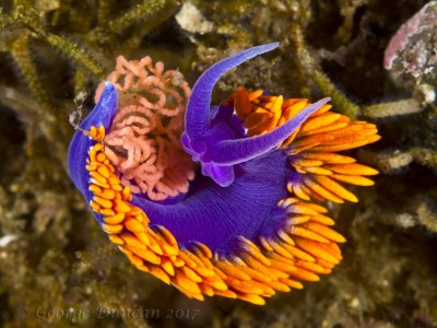 Spanish Shawl with eggs