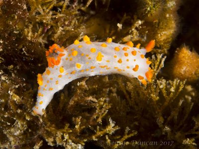 Tiny Clown Dorid