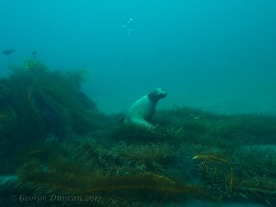 California Sea Lion.jpg